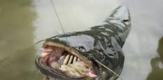 fish