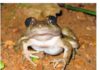 The New Frog Species discovered picture attached.