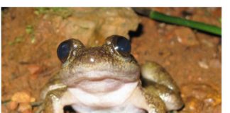 The New Frog Species discovered picture attached.