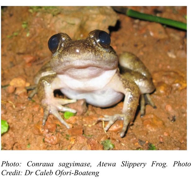 The New Frog Species discovered picture attached.