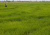 rice farmers