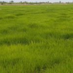 rice farmers