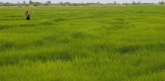 rice farmers