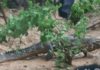 After the libation and other rituals, the two crocodiles went back to the Fum river.