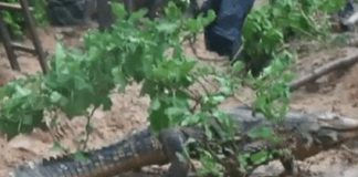 After the libation and other rituals, the two crocodiles went back to the Fum river.