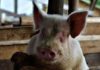 pig