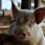 Ugandan MPs told HIV/Aids drugs used to fatten pigs pig