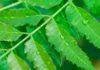 neem tree