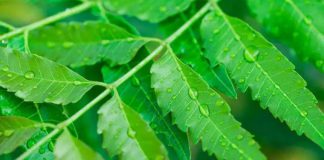 neem tree