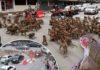 Monkey gangs square up in front of shocked drivers amid a Covid food shortage in Thailand