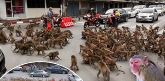 Monkey gangs square up in front of shocked drivers amid a Covid food shortage in Thailand