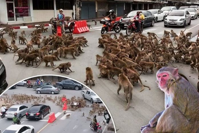 Monkey gangs square up in front of shocked drivers amid a Covid food shortage in Thailand