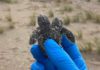 two-headed sea turtle