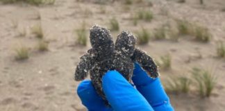 two-headed sea turtle