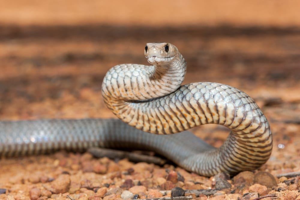 Pilot Makes Emergency Landing After Finding Lethal Cobra Onboard Flight