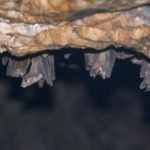 Last of 3 persons who contracted Marburg Virus disease in Ghana recover Marburg virus