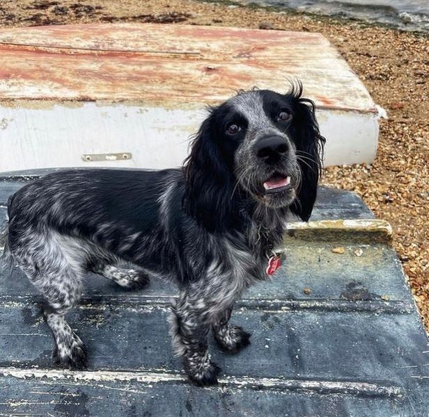 dog
