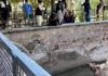 Taliban fighter ‘points gun at miserable bear at Kabul Zoo'
