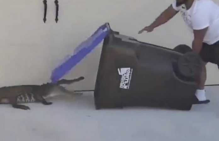 alligator