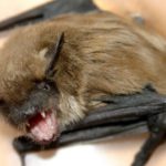 Twifu Esukese Ekyir residents jubilate as ‘evil’, ‘killer’ bat is killed