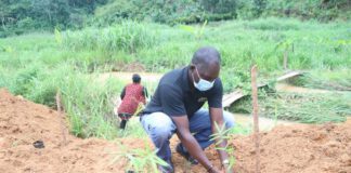 World Bamboo Day