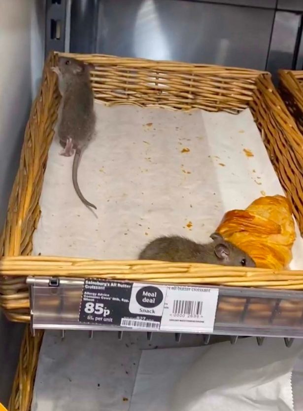 Giant rats captured crawling across uncovered pastry in supermarket