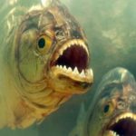 Man eaten by dangerous fish after jumping into lake to escape swarm of bees