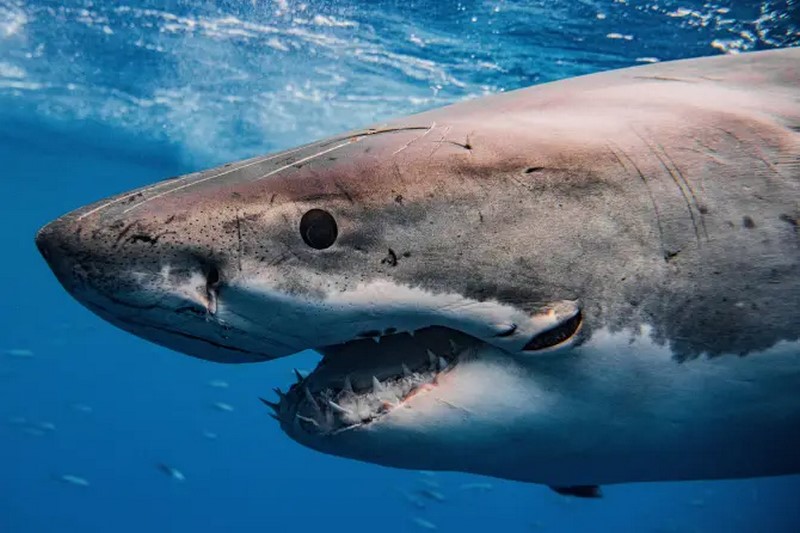 World's toughest shark shows off battle scars as he hunts prey