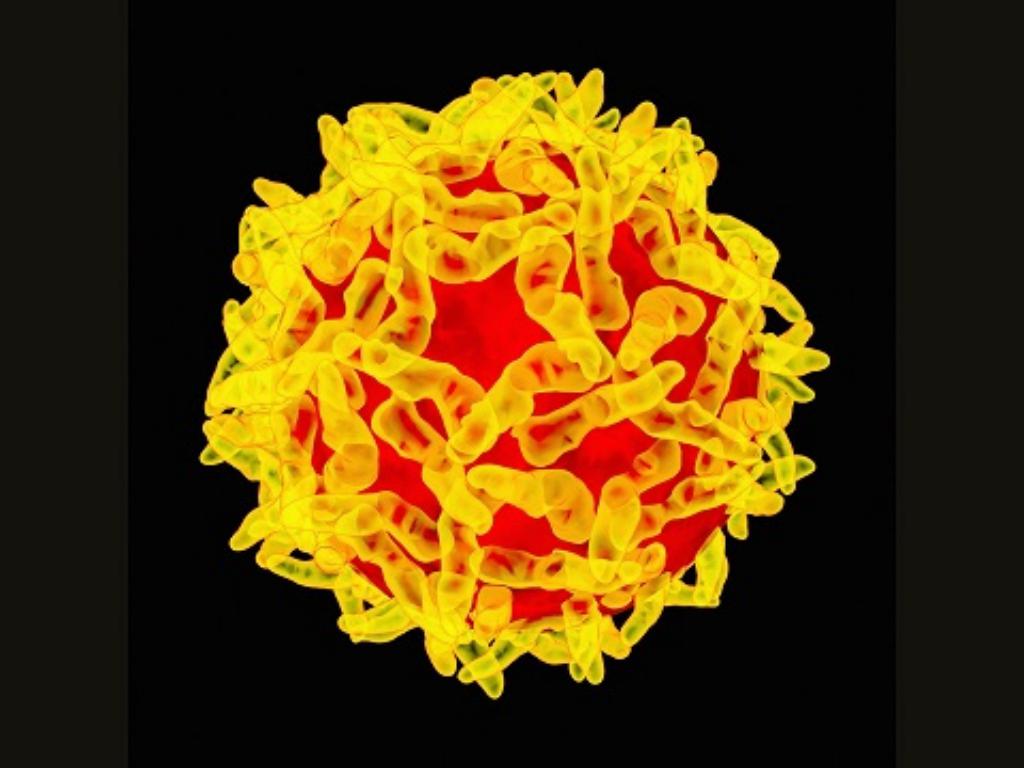 Ghana declares Yellow Fever outbreak in Upper West after three lab-confirmed fatal cases