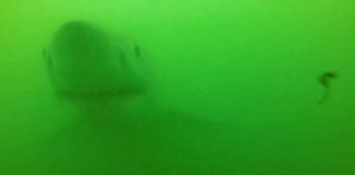 This is the jaw-dropping moment a Great White Shark almost devours a camera ( Image: Credit: Scott Tindale via Pen News)