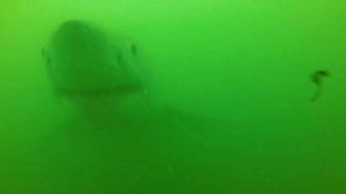 This is the jaw-dropping moment a Great White Shark almost devours a camera ( Image: Credit: Scott Tindale via Pen News)