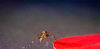 Aedes aegypti mosquitoes are attracted to specific colors, including red, orange, black and cyan. Image credit: Kiley Riffell.