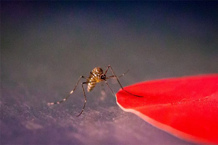 Aedes aegypti mosquitoes are attracted to specific colors, including red, orange, black and cyan. Image credit: Kiley Riffell.