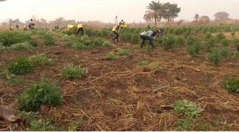 Average farmer to spend ¢3,300 to cultivate an acre of land