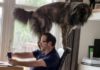 He wagged his tail in front of the laptop camera ( Image: Laurenjade Ashton / SWNS)