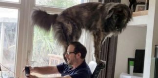 He wagged his tail in front of the laptop camera ( Image: Laurenjade Ashton / SWNS)