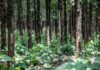 forest source - https://www.formghana.com/170 (Copy)