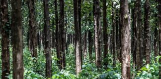 forest source - https://www.formghana.com/170 (Copy)