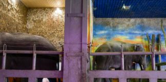The zoo has been closed for three weeks as Russian forces try to push through towards The zoo has been closed for three weeks as Russian forces try to push through the city towards Ukraine's main port city of Odessa to the southwest BULENT KILIC AFP
