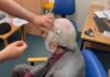 He had his operation at the age of 103