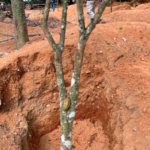 Galamsey threatens cocoa production;19,000 hectares affected