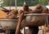 Adom News