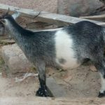 2 farmers jailed 4 years each for stealing goats