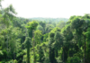 Achimota Forest