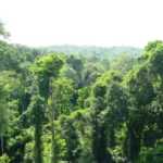 Achimota Forest
