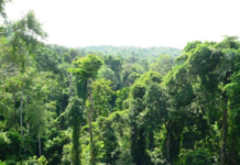 Achimota Forest