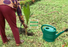 Green Ghana Project: 20 million trees source: Dennis Adu