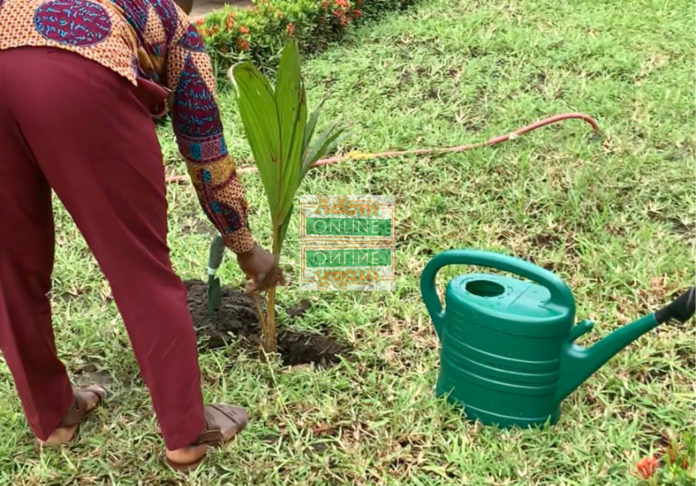 Green Ghana Project: 20 million trees source: Dennis Adu