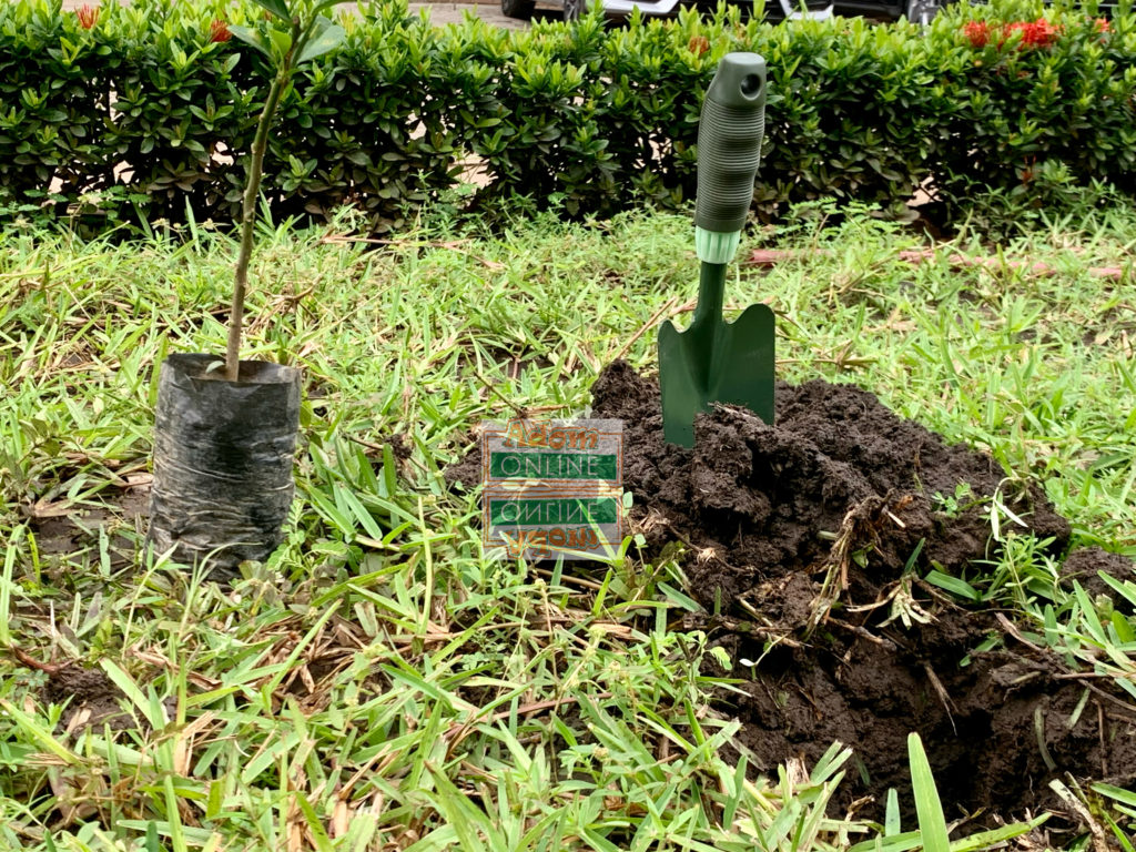 Green Ghana Project: 20 million trees source: Dennis Adu