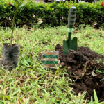 Green Ghana Project: 20 million trees source: Dennis Adu